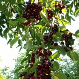 Slatka trešnja valery chkalov