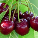Cherry veda