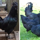 Crna indonežanska piletina ayam tsemani