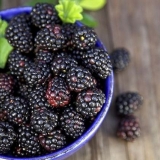 Crna malina: opis, sadnja i njega