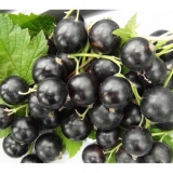 Delika od crnog ribizla: fotografija, sadnja i njega, uzgoj