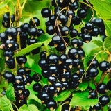 Guliver od crne ribizle