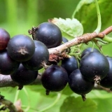 Katjuša od crne ribizle