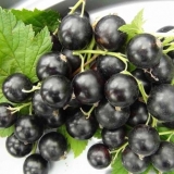 Perun od crne ribizle