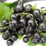 Crni ribiz suiga: opis sorte, karakteristike