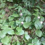 Crna trava: opis, svojstva i primjena