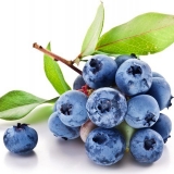 Obične borovnice: korisna svojstva i kontraindikacije