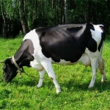 Crno-šarena pasmina krava: karakteristike goveda + fotografije, rec...