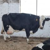 Crno-šarena rasa krava