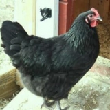 Crne kokoške sa crnim mesom - kakve kokoške nosilje i kako se zovu