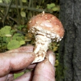 Ljuskava bjeloglava (stropharia bjeloglava): fotografija i opis