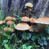 Ljuskava skala: fotografija i opis