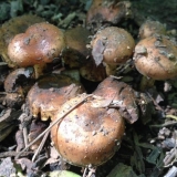 Pepeo od pahuljica (koji voli ugalj, foliot, koji voli ugalj): foto...