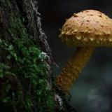 Vatrena pahuljica: fotografija i opis