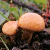 Svjetleća pahuljica: fotografija i opis