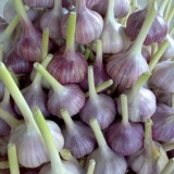 Gribovski zimski beli luk: sadnja i njega