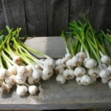 Beli luk: prolećna njega, prihrana