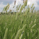 Šta jedu ukrasni zečevi