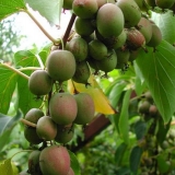 Kakva je ovo biljka aktinidije i koje se vrste mogu uzgajati u rusiji