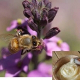 Šta je med od akure?