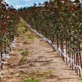 Šta je klonska podloga za stablo jabuke u hortikulturi