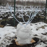 Šta uključuje priprema stabla jabuke za zimu i kada ukloniti skloni...