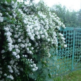 Lažna naranča: sadnja i njega na otvorenom polju u proljeće, jesen, fotografije, bolesti, hranjenje, presađivanje