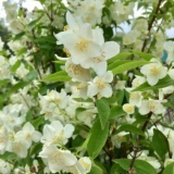 Lažna narandža (vrtni jasmin): sadnja i njega na uralu, u sibiru, k...