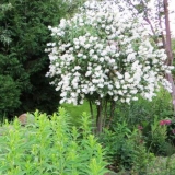 Lažna narandža (vrtni jasmin) u pejzažnom dizajnu: fotografija, živica, kompozicije, kombinacije