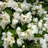 Lažni narandžasti (jasmin) mantil od hermelina (hermelin mantil, manteau d'hermine): opis, fotografija, recenzije