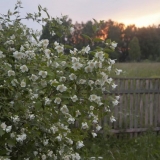 Lažna narandža (jasmin) lemoin (philadelphus lemoinei): sorte, sadnja i njega