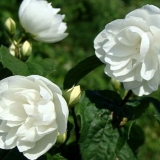 Lažna narandža (jasmin) frotir: fotografija, sadnja i njega