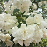 Lažna narandža (jasmin) kruna schneesturm (schneesturm): opis i fotografija, recenzije, video