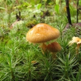 Amianth cystoderm (amianth kišobran): fotografija i opis