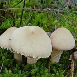 Cistoderma ljuskava (kišobran ljuskava): fotografija i opis