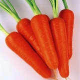 Sorte šargarepe za uzgoj u srednjoj traci