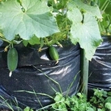 Načini sadnje krastavaca