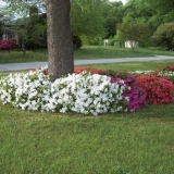 Cvjetnjak oko drveta u zemlji: luksuzne ideje dizajnera + fotografija
