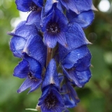 Cvijet akonita: opis, kako izgleda, gdje raste, primjena