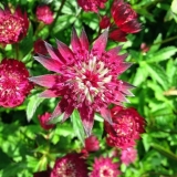 Astrantia cvijet: fotografija i opis, visina, recenzije