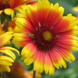 Cvijet gaillardia: opis, izgled, karakteristike