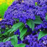 Cvijet heliotropa: uzgoj iz sjemena kod kuće