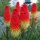 Cvijet knifofia: njega i uzgoj iz sjemena kod kuće, fotografija