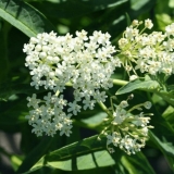 Cvjetni vatočnik (asclepias): fotografija i opis, vrste i sorte s imenima