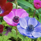 Cvijeće anemone: sadnja i njega + fotografija