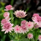 Cvijeće astrantia: fotografija, sadnja i njega