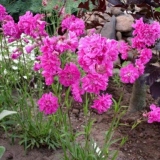 Cvijeće lychnis (viscaria): sadnja i njega, fotografija s imenom, vrstama i sortama