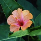 Mirabilis cvijeće noćna ljepota