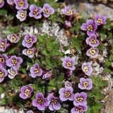 Višegodišnje cvijeće na selu, cvjeta cijelo ljeto