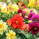 Jednogodišnje baštensko cvijeće za vikendice